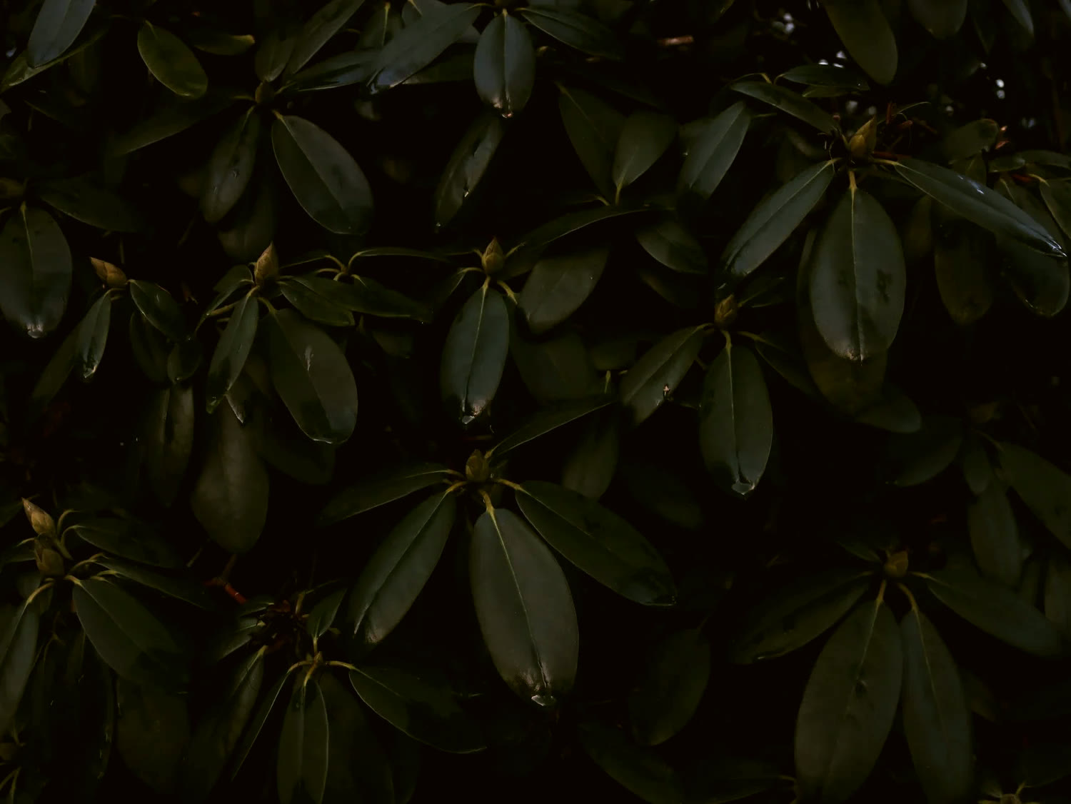 Dense green foliage photographed in low light