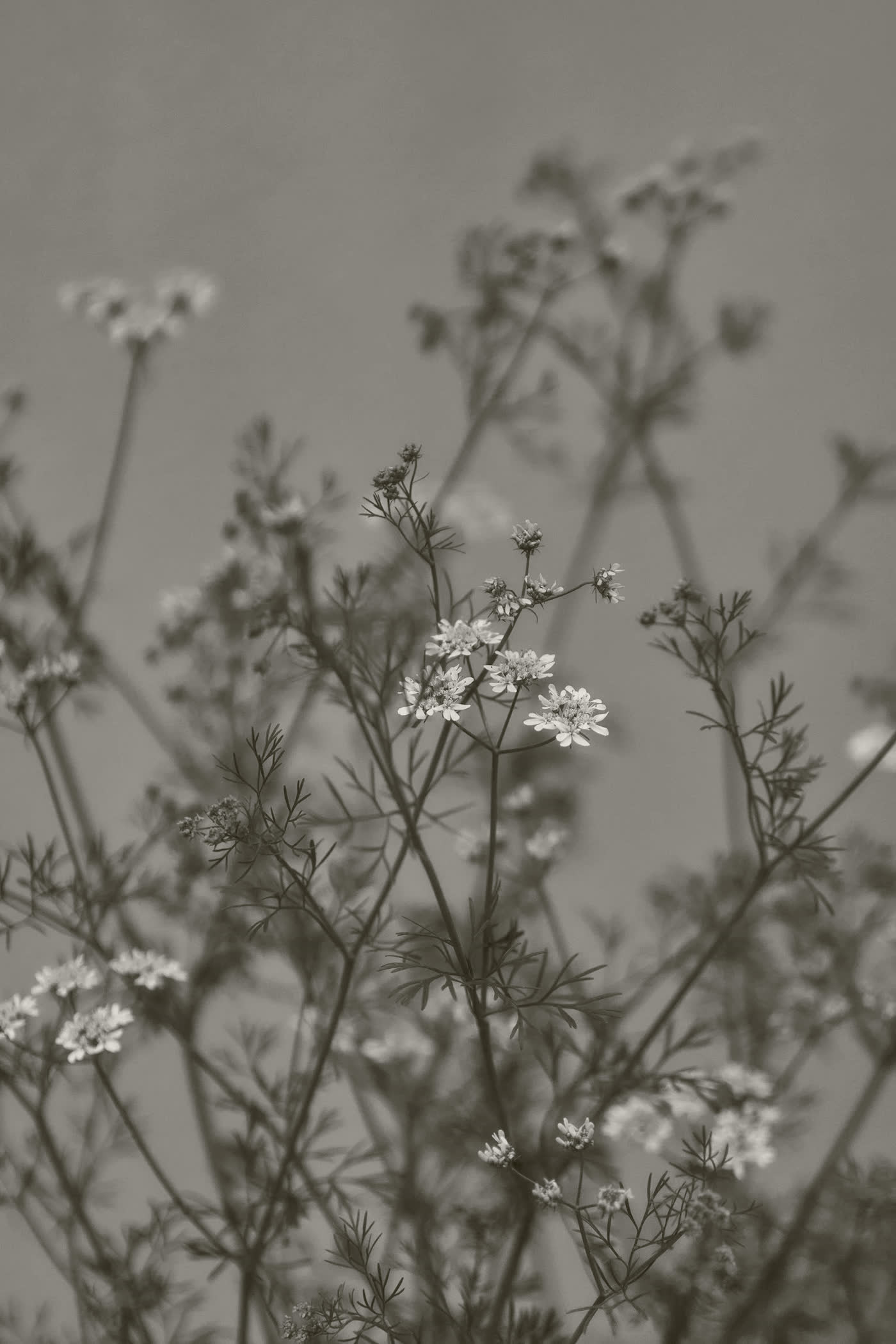 Wildflowers photographed in soft monochrome